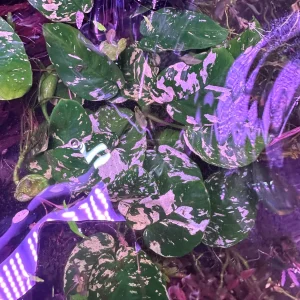 Anubias Var King