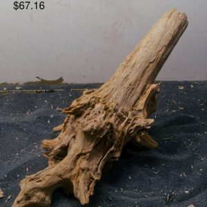Mangrove Tree Stump 337