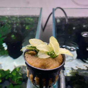Anubias Nana Pinto - Pot - Tropica