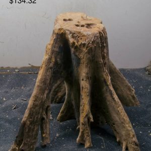 Mangrove Tree Stump 333