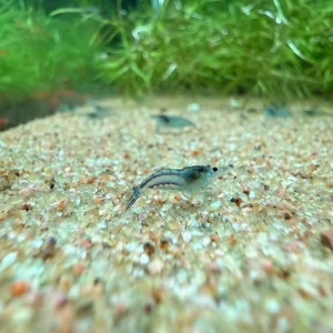 Blue Velvet Shrimp
