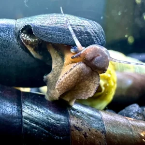 2 Black Devil Spike Snails (Faunus ater)