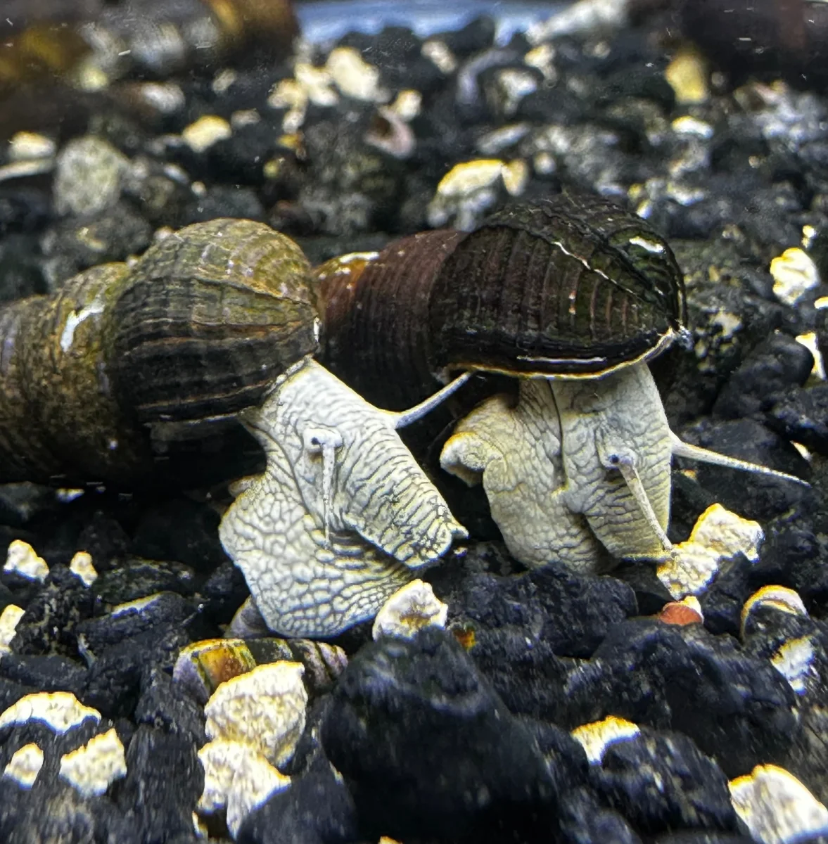 2 Blue Poso Rabbit Snails (Tylomelania sp.) - Bild 7