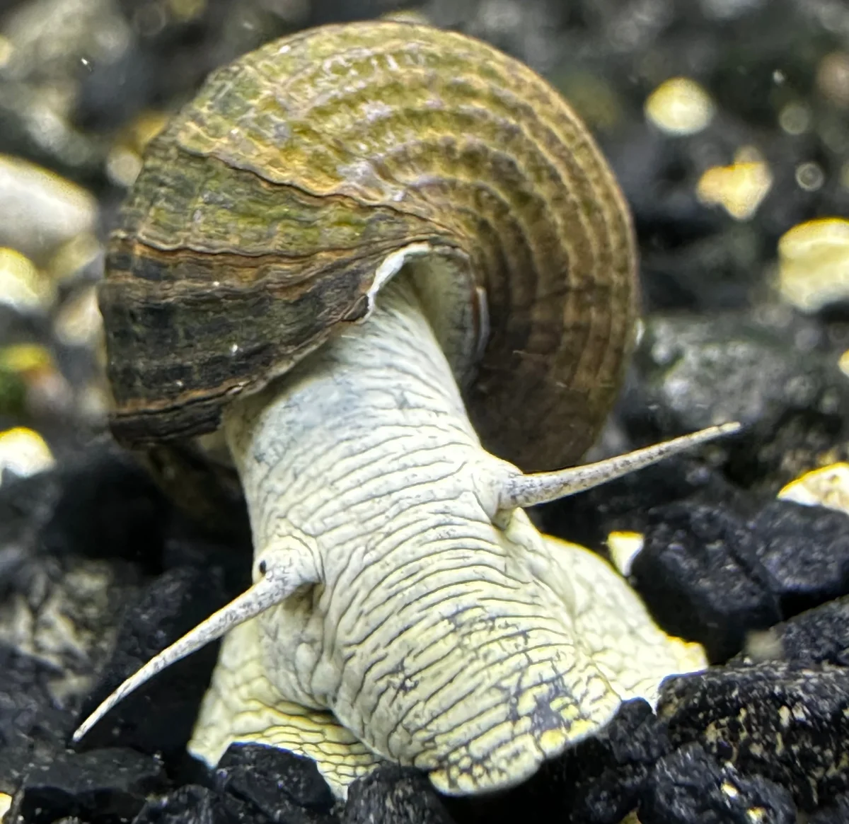 2 Blue Poso Rabbit Snails (Tylomelania sp.) - Bild 2
