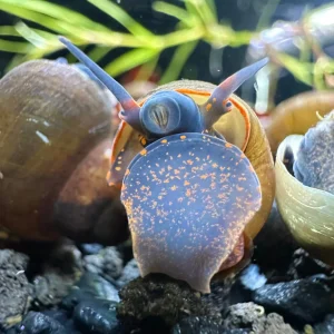 2 Blueberry Snails (Viviparus sp.)