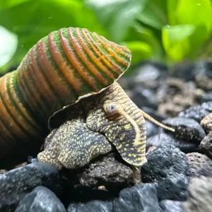 2 Brown Poso Rabbit Snails (Tylomelania sp.)