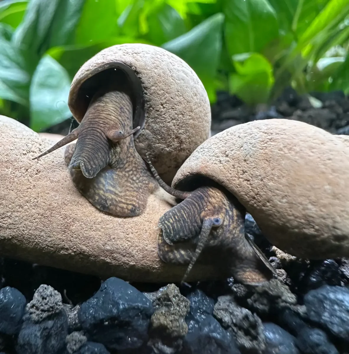 2 Chocolate Rabbit Snails (Tylomelania Zemis) - Bild 2
