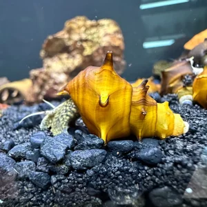 2 Horned Pagoda Snails (Brotia pagodula)