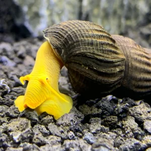 2 Orange Giant Sulawesi Rabbit Snails (Tylomelania Gemmifera)