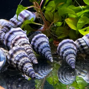 2 Purple Stripped Hercules Snails (Brotia herculea)