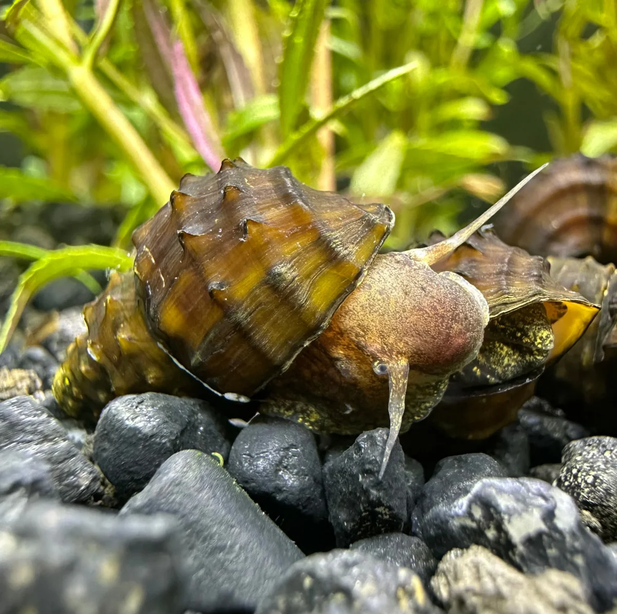 2 Spiky Armata Snails (Brotia armata) - Bild 5