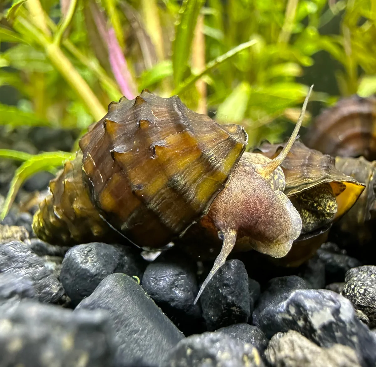 2 Spiky Armata Snails (Brotia armata) - Bild 3