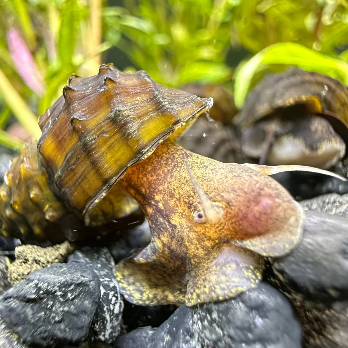 2 Spiky Armata Snails (Brotia armata) - Bild 4