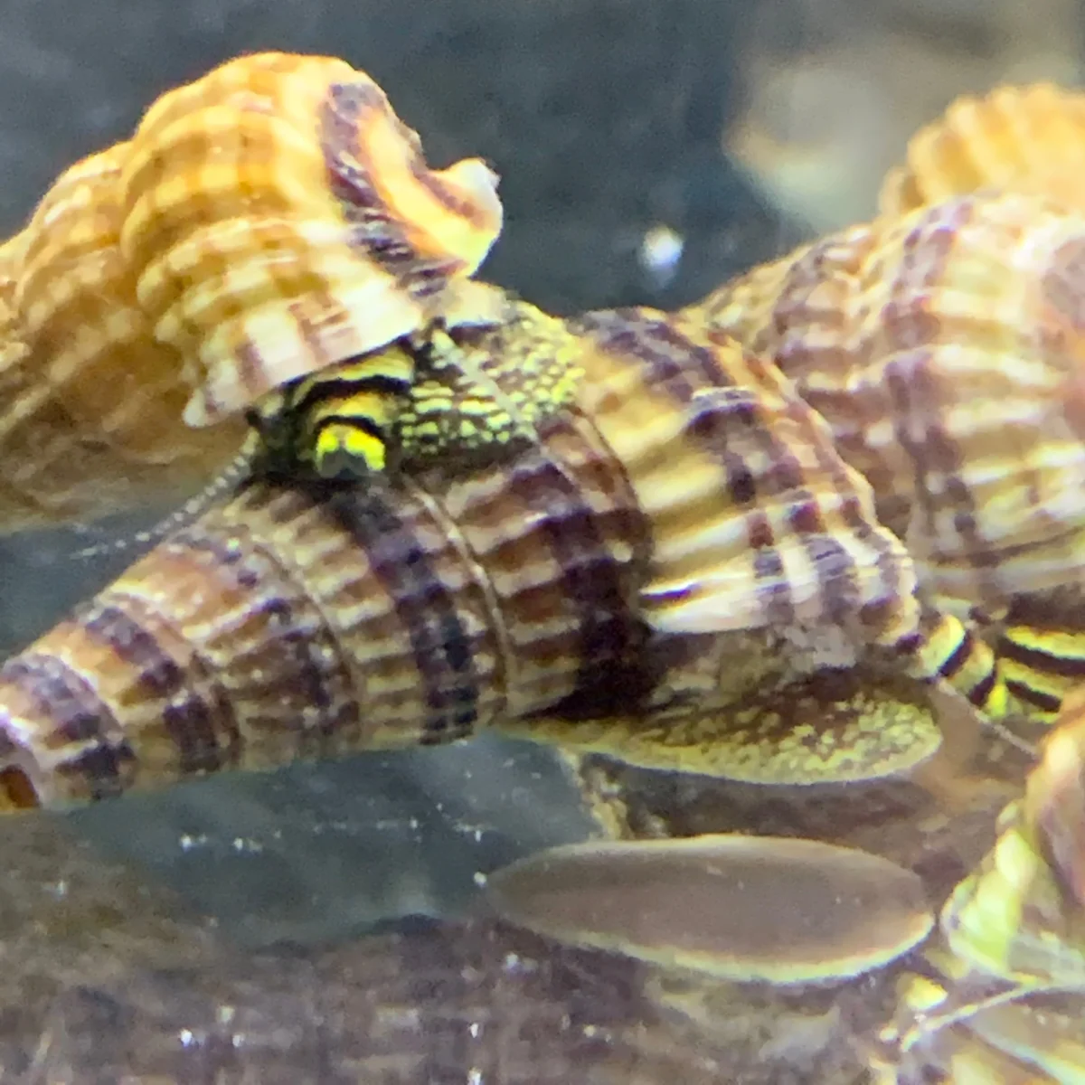 2 Sulawesi King Rabbit Snails - Bild 8