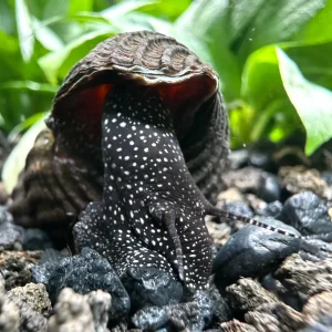 2 White Spotted Giant Sulawesi Rabbit Snails (Tylomelania Sp.)
