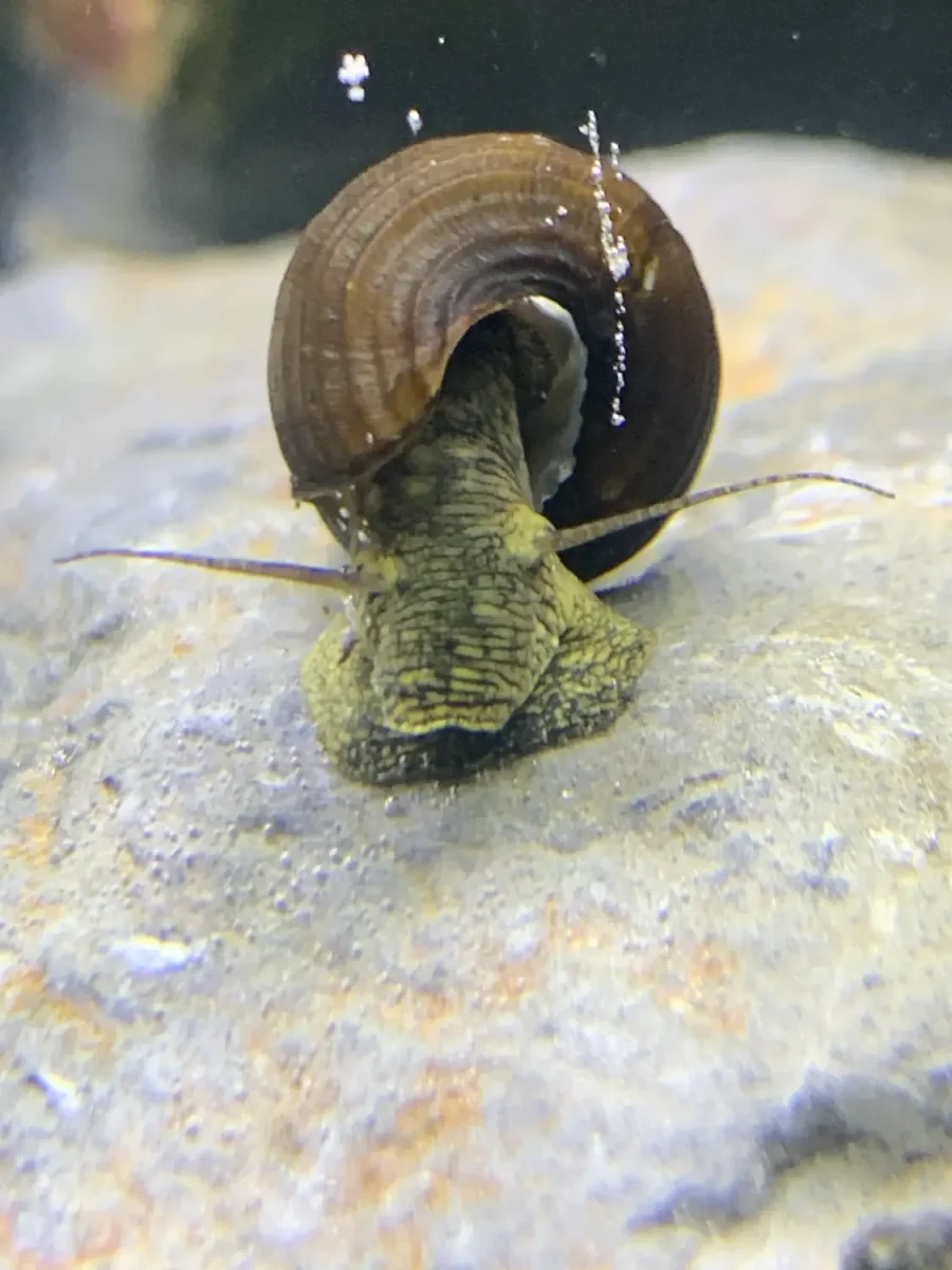 2 Wild Green Rabbit Snails (Tylomelania Sp.) - Bild 4