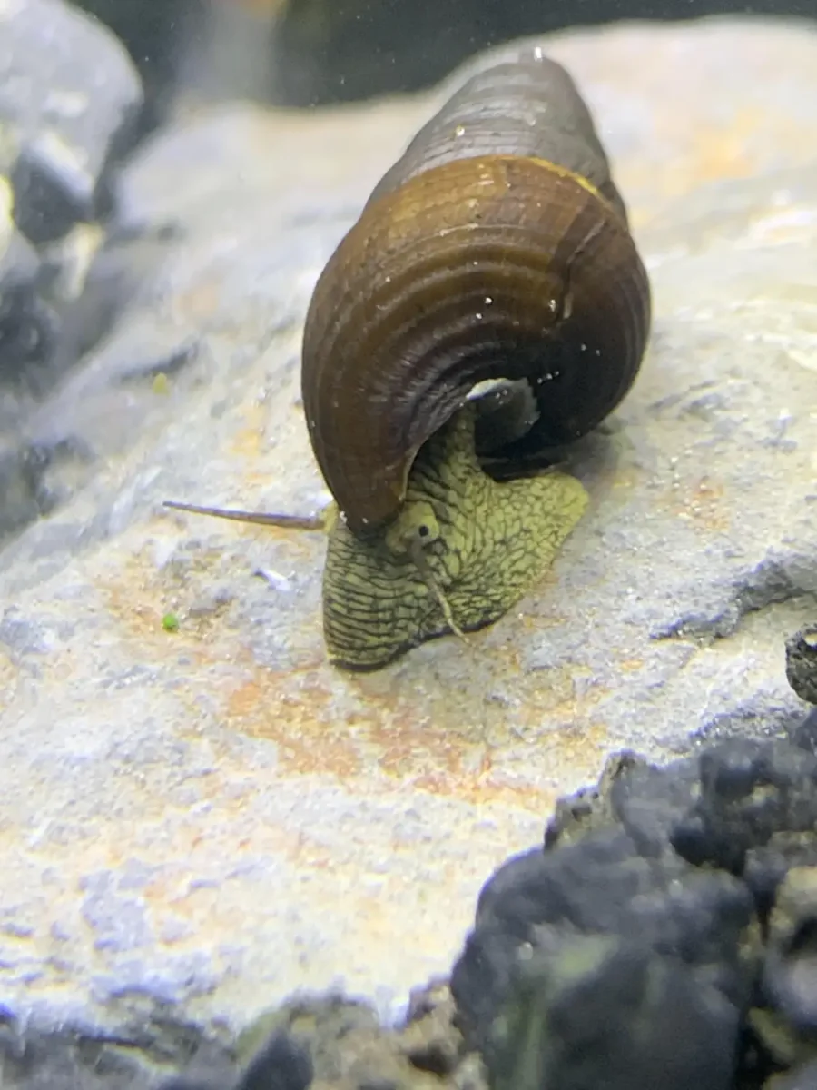 2 Wild Green Rabbit Snails (Tylomelania Sp.) - Bild 5