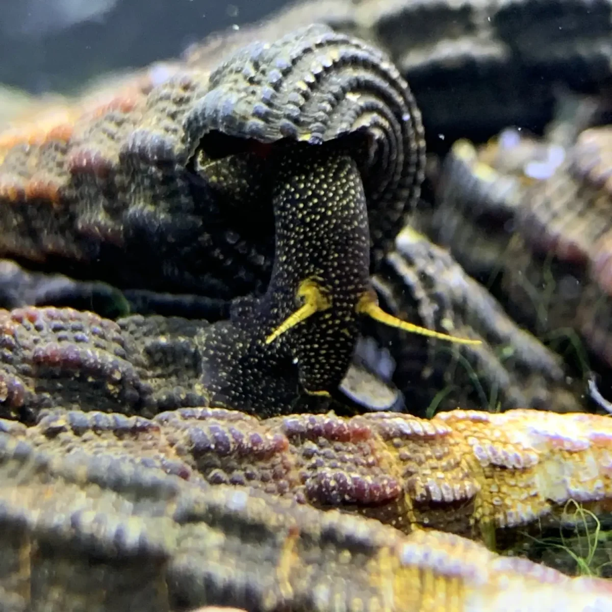 2 Yellow Antenna Sulawesi Rabbit Snails (Tylomelania Sp.)