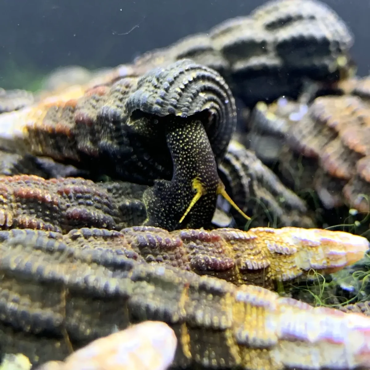 2 Yellow Antenna Sulawesi Rabbit Snails (Tylomelania Sp.) - Bild 3