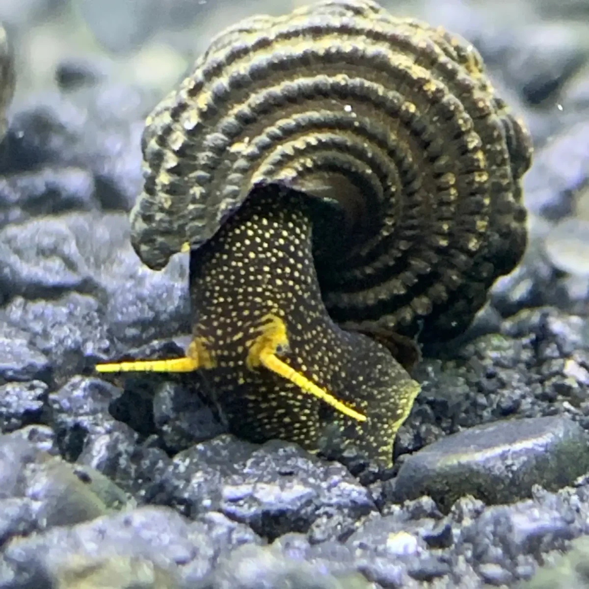 2 Yellow Antenna Sulawesi Rabbit Snails (Tylomelania Sp.) - Bild 4