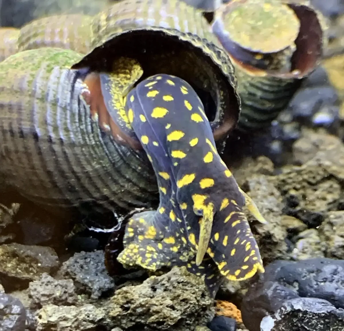 2 Yellow Flake Rabbit Snails (Tylomelania Sp.) - Bild 5