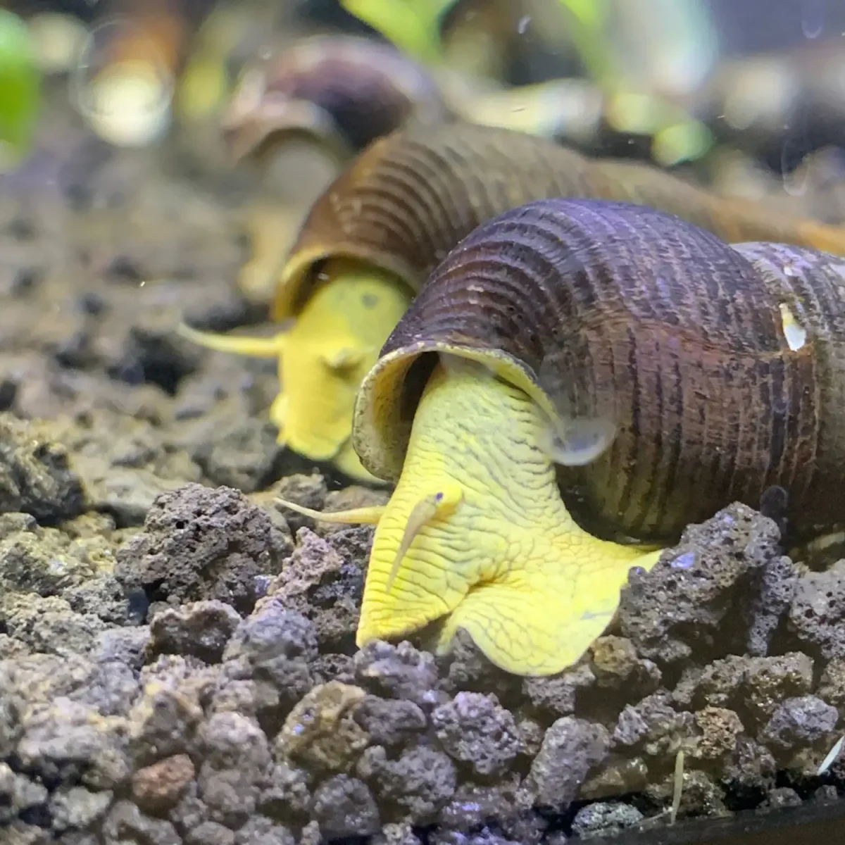 2 Yellow Sulawesi Rabbit Snails (Tylomelania Sarasimorum) - Bild 4