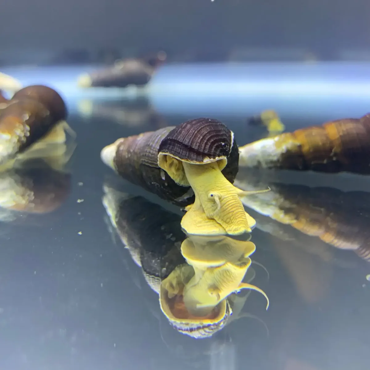 2 Yellow Sulawesi Rabbit Snails (Tylomelania Sarasimorum) - Bild 5