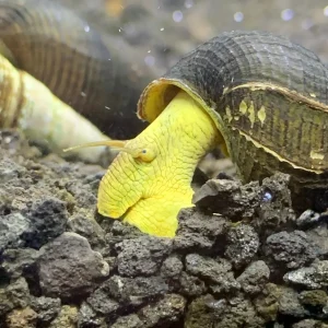 2 Yellow Sulawesi Rabbit Snails (Tylomelania Sarasimorum)
