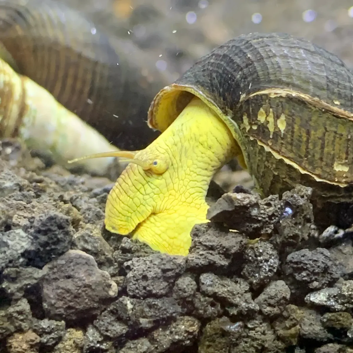 2 Yellow Sulawesi Rabbit Snails (Tylomelania Sarasimorum) - Bild 2