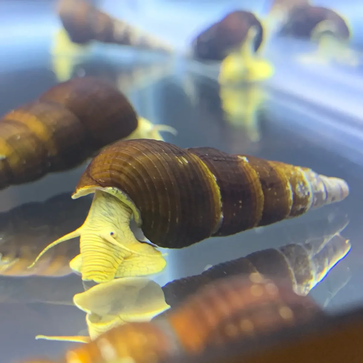 2 Yellow Sulawesi Rabbit Snails (Tylomelania Sarasimorum) - Bild 6