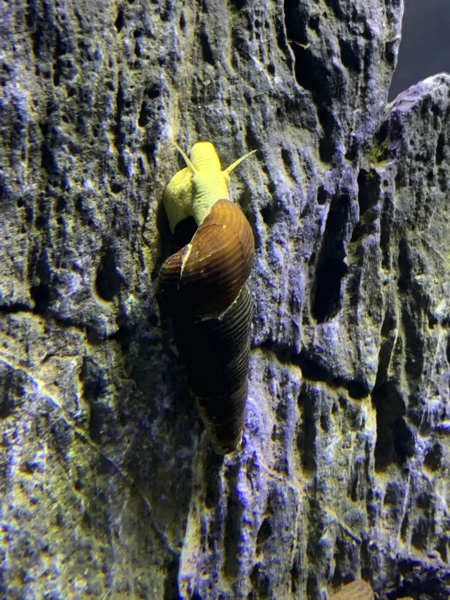 2 Yellow Sulawesi Rabbit Snails (Tylomelania Sarasimorum) - Bild 3