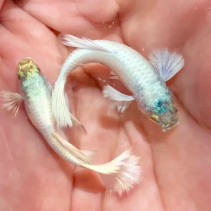 Aquarium Guppy Fish High Quality -  Platinum German White