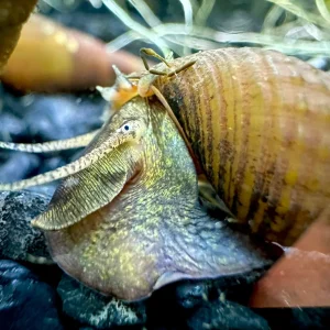 3 Chopstick Snails (Stenomelania torulosa)