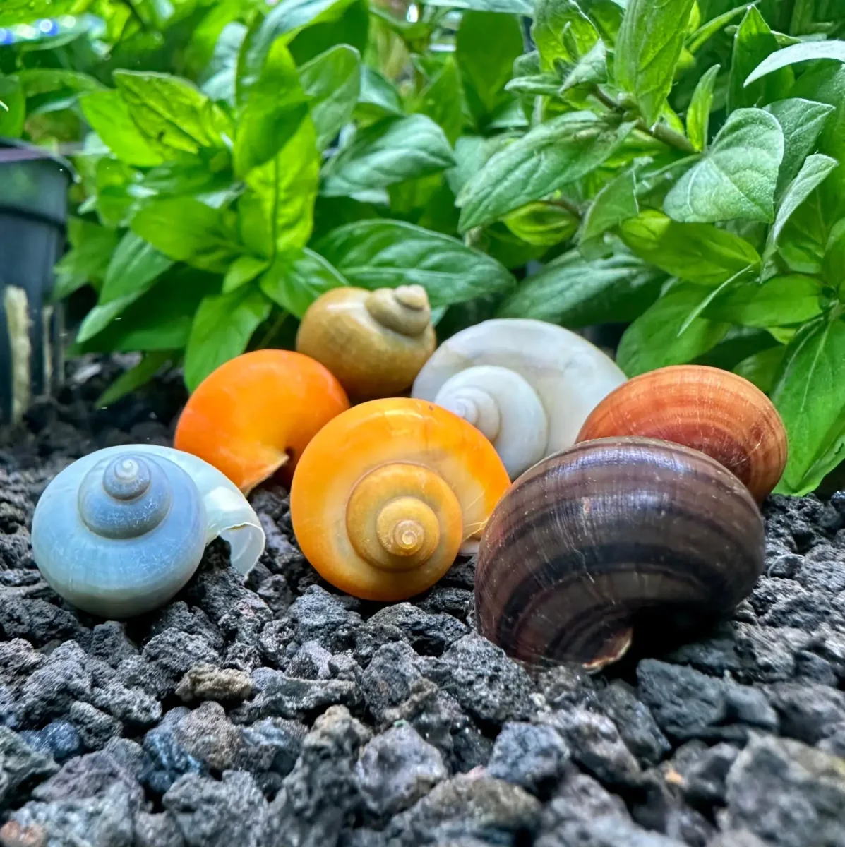 3 Mystery Snails | Variety Pack (Pomacea bridgesii) - Bild 4