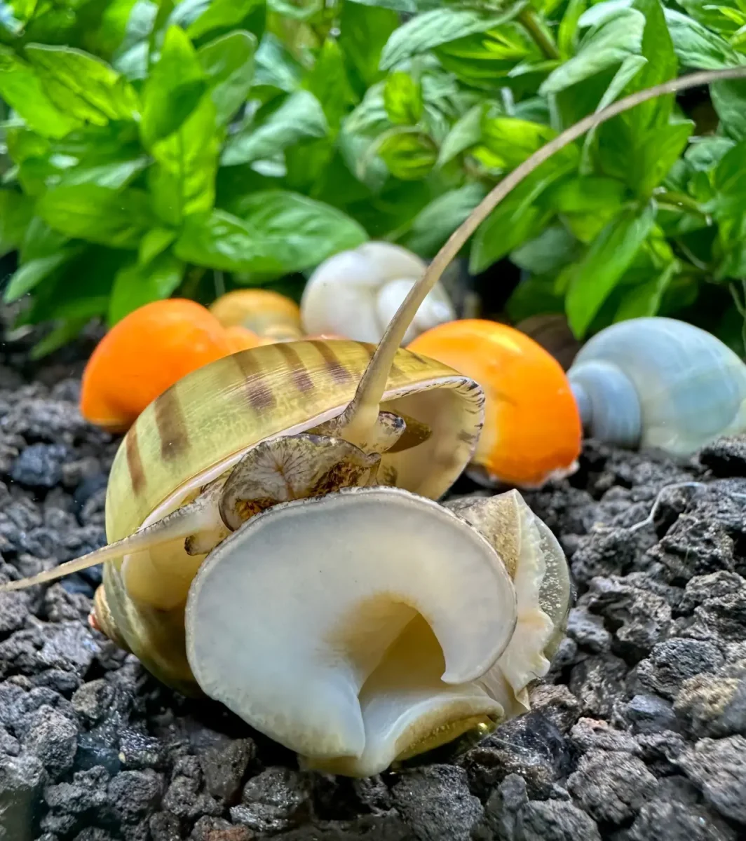 3 Mystery Snails | Variety Pack (Pomacea bridgesii) - Bild 7