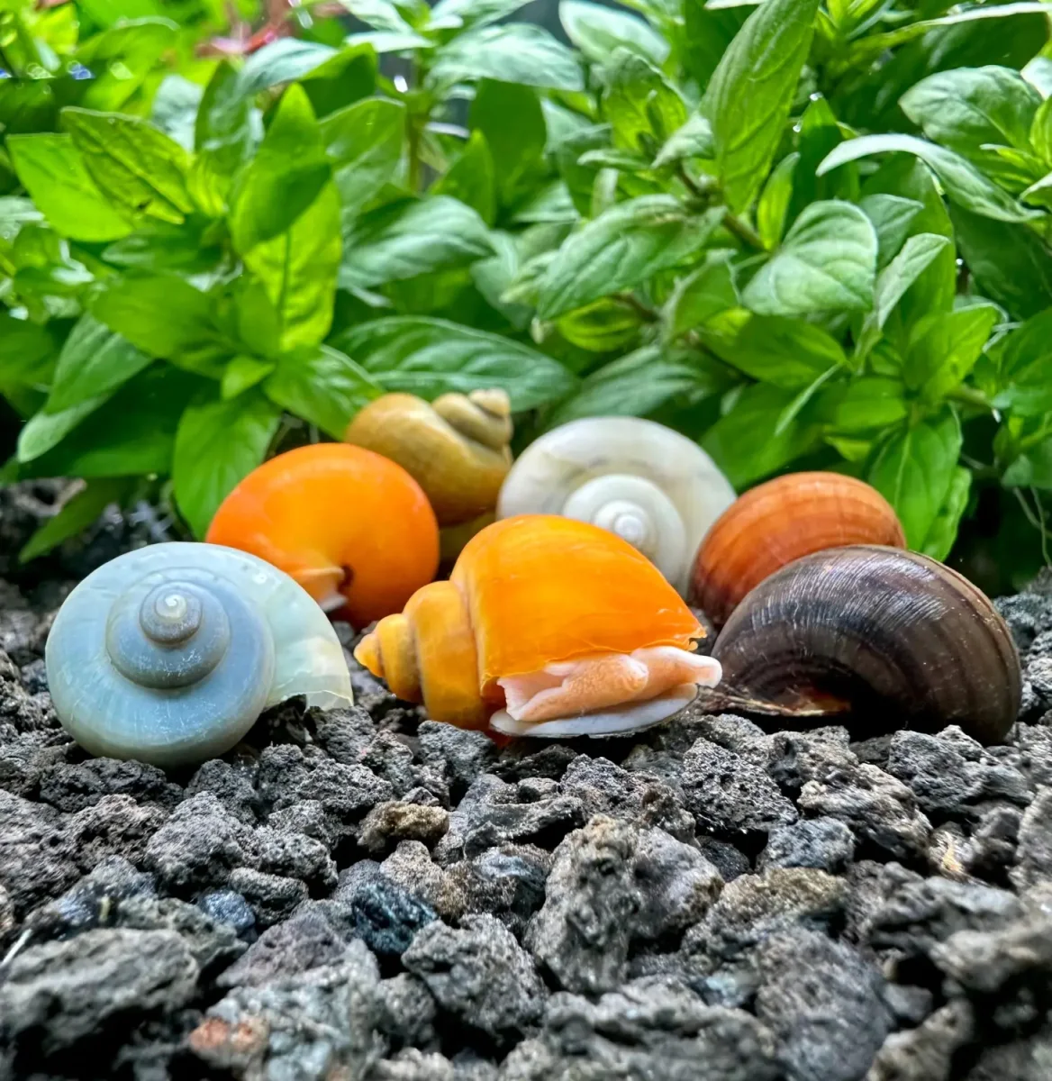 3 Mystery Snails | Variety Pack (Pomacea bridgesii)