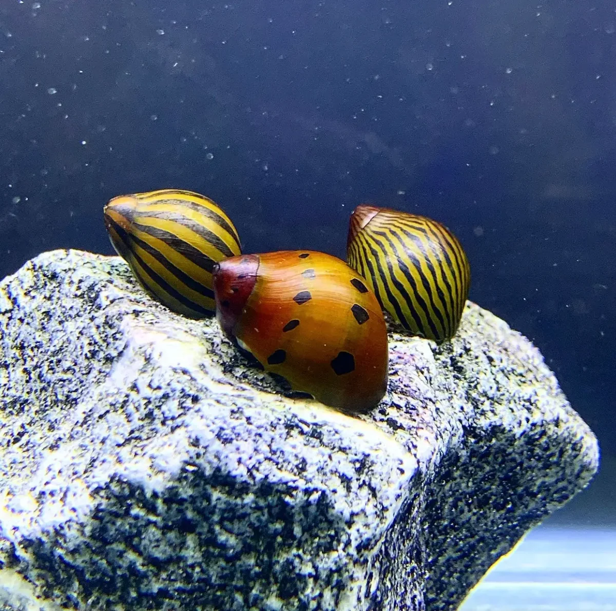 3 Nerite Snails | Mixed Pack
