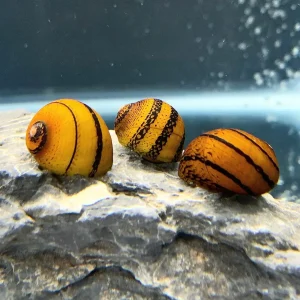 3 O-Ring Nerite Snails (Neritodryas javanica)