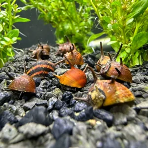 3 Orange Thorn Nerite Snails (Clithon diadema)
