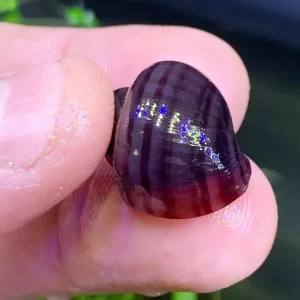 3 Purple Mystery Snails (Pomacea bridgesii)