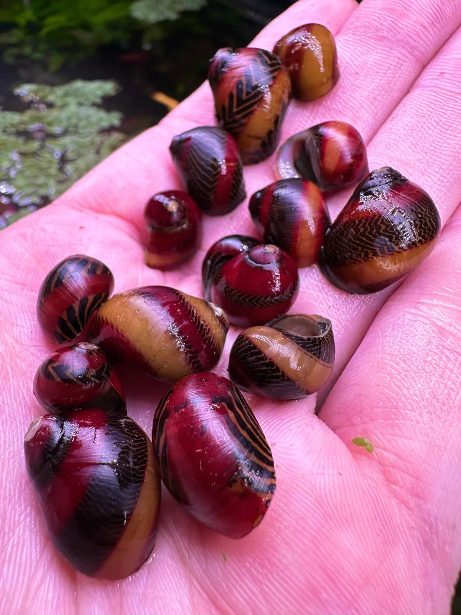 3 Red Racer Nerite Snail (Vittina waigiensis) - Bild 6