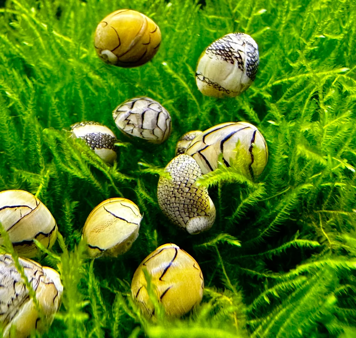 3 Virgin Nerite Snails (Vitta virginea)