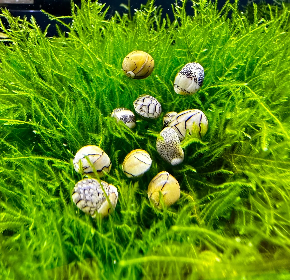 3 Virgin Nerite Snails (Vitta virginea) - Bild 3