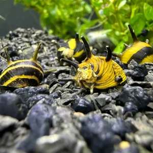3 Zebra Thorn Nerite Snails (Clithon diadema)