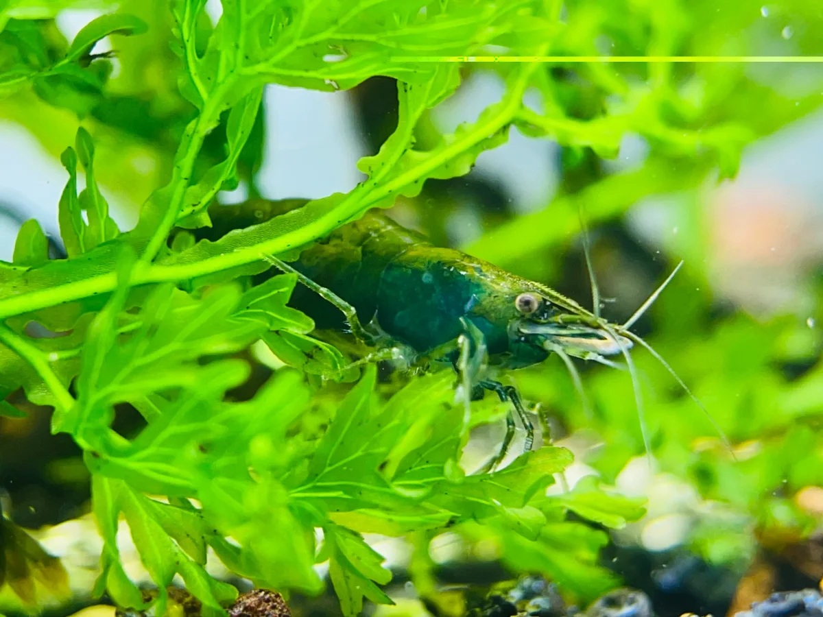 Green Jade - Freshwater Neocaridina Aquarium Shrimp. Live Guarantee - Bild 4