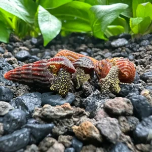 4 Mini Gold Spotted Rabbit Snails (Tylomelania sp.)