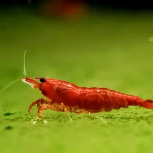 Bloody Mary Shrimp