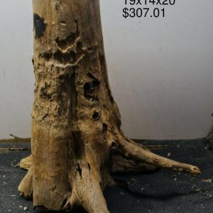 Mangrove Tree Stump 340
