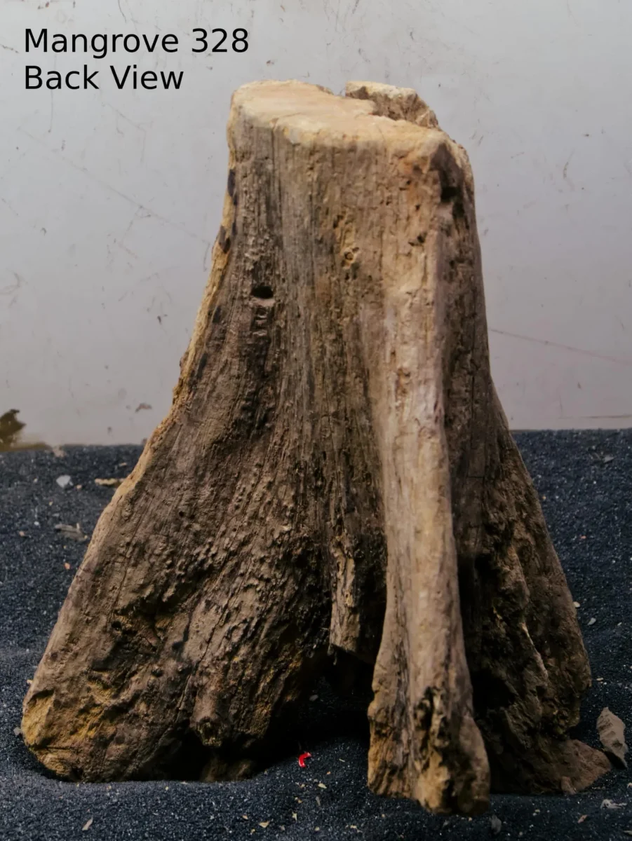 Mangrove Tree Stump 328 - Bild 3
