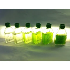 Algae Research Supply: Algae Culture Kit for Tetraselmis Chuii